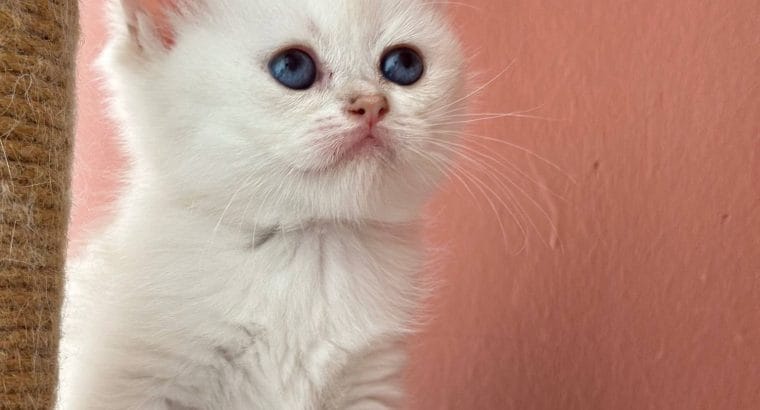 Şecereli British shorthair Yavrular