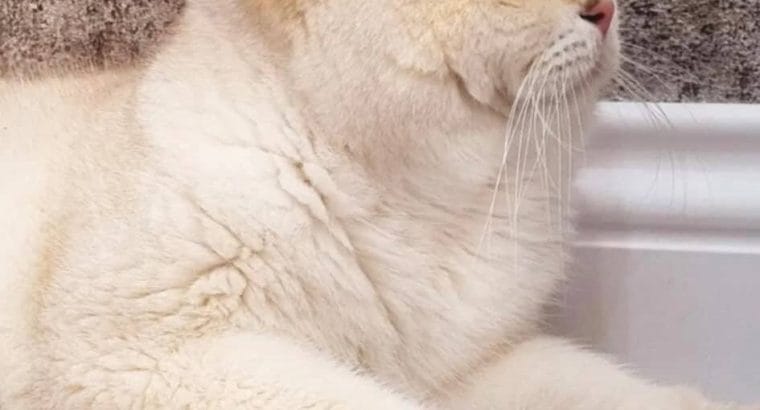 Şecereli British shorthair Yavrular