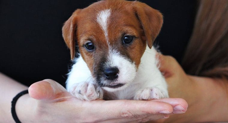 FCI KIF ŞECERELİ, ŞAMPİYON SOY JACK RUSSELL TERRIER