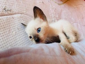 SİYAM KEDİSİ YAVRULARI