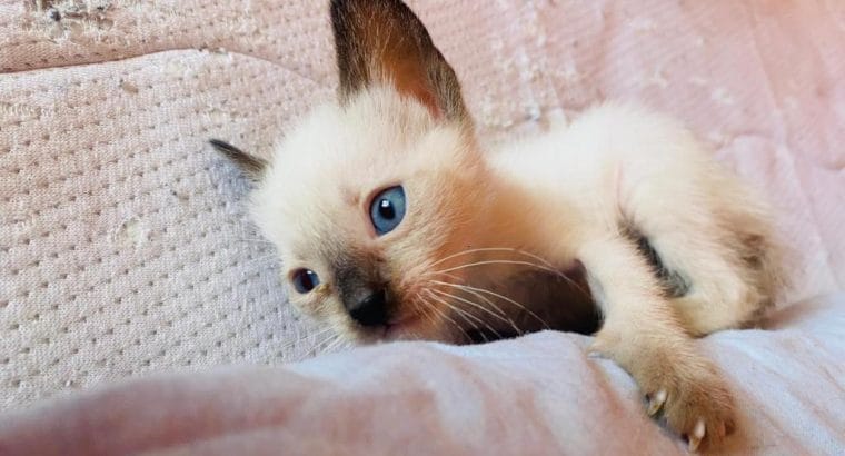 SİYAM KEDİSİ YAVRULARI