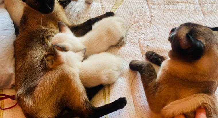 SİYAM KEDİSİ YAVRULARI