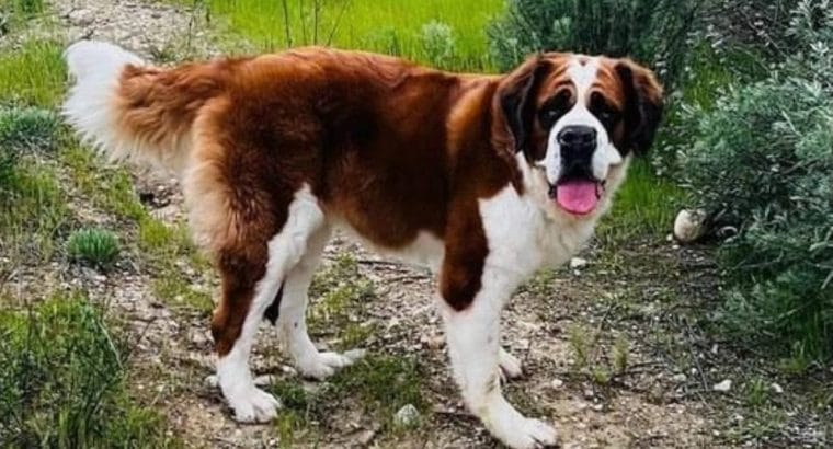 IRK VE SAĞLIK GARANTİLİ RESMİ İŞLETMEDEN St Bernard Yavrular