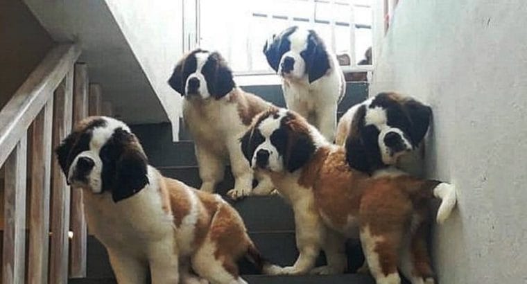 IRK VE SAĞLIK GARANTİLİ RESMİ İŞLETMEDEN St Bernard Yavrular