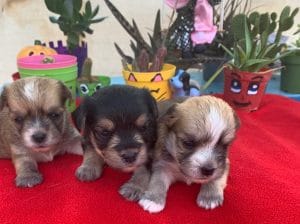 Tri Color Morkie Yavrular