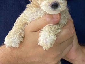 Yavru Maltipoo