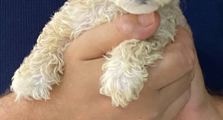 Yavru Maltipoo