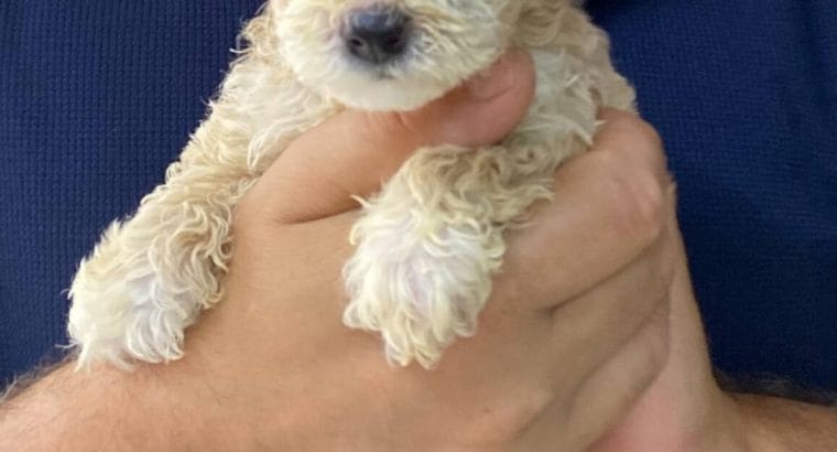 Yavru Maltipoo