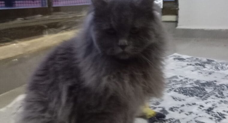 NADİR RENK NADİR TUYLU! SAFKAN A KALİTE ASİLZADEM