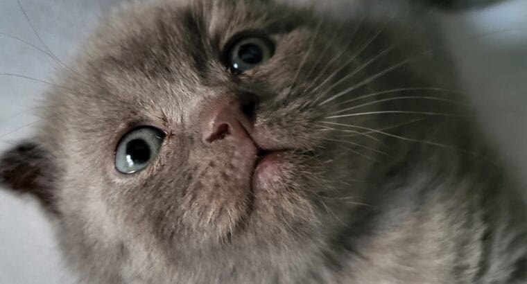 scottish yavru kedi sahiplendirme