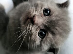 scottish yavru kedi sahiplendirme