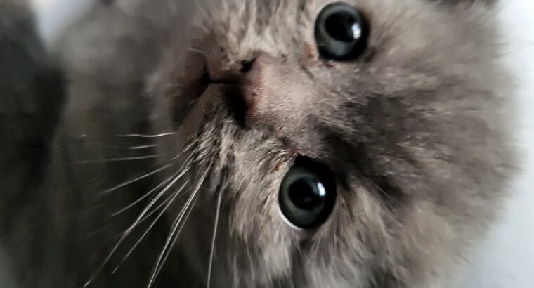 scottish yavru kedi sahiplendirme