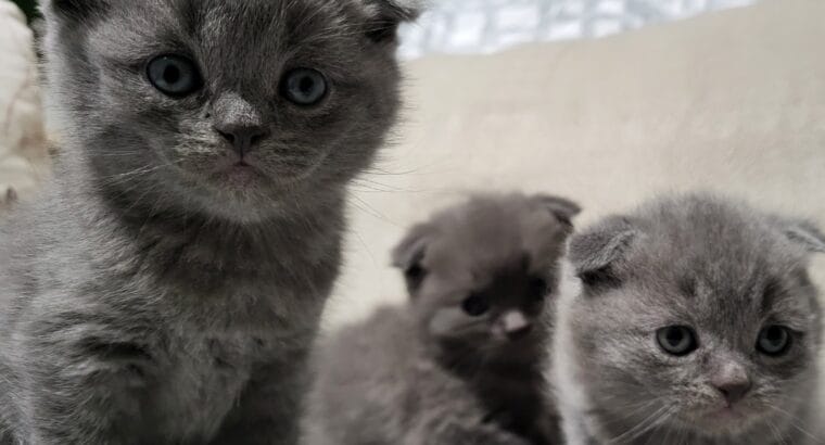 scottish yavru kedi sahiplendirme