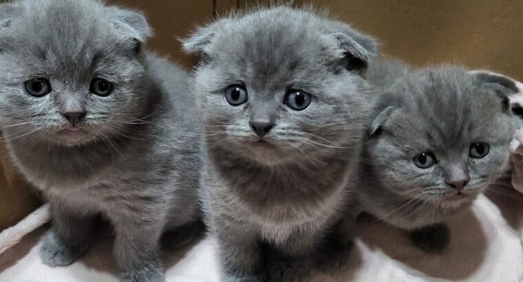 scottish yavru kedi sahiplendirme