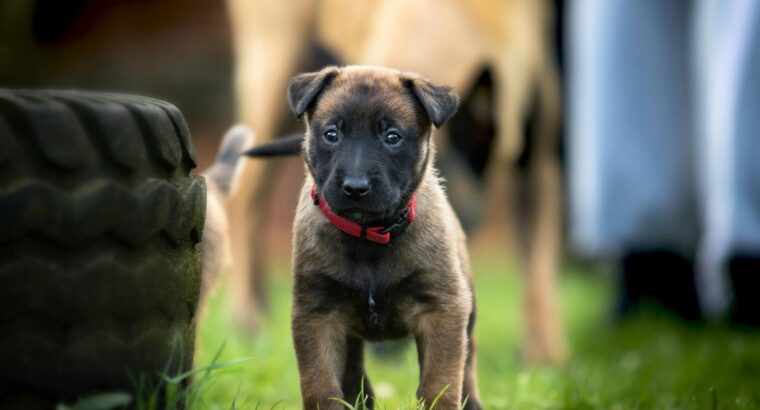 Değer Bilenlere Belçika Malinois