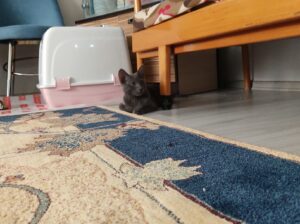 1.5 yasinda erkek british