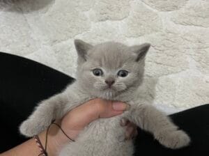 British shorthair Yavrular