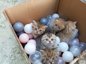 British & scotish yavrular 🐱