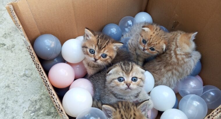 British & scotish yavrular 🐱