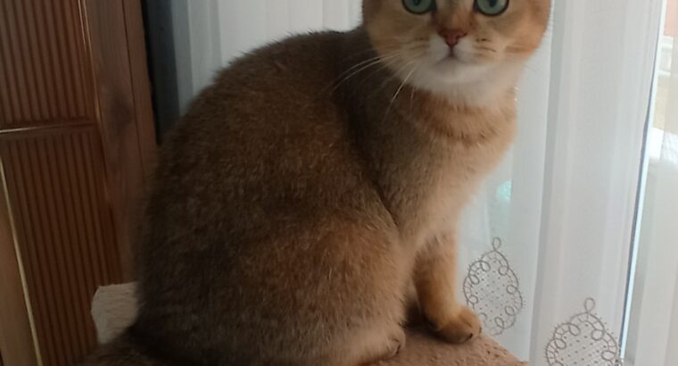 Scottish straight