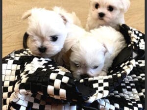 Ev üretimi Maltese Terrier Yavrular