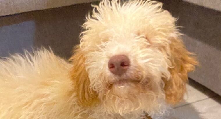 Maltipoo 4,5 aylık
