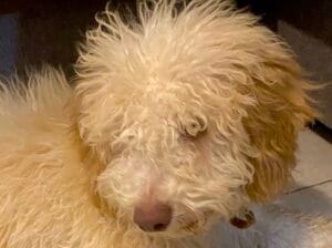 Maltipoo 4,5 aylık