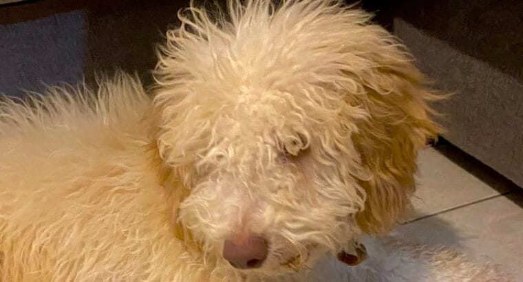 Maltipoo 4,5 aylık