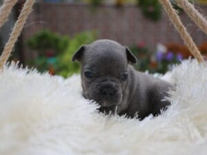 EGZOTİK FRENCH BULLDOG YAVRULARIM HARİKA RENKLER VE ANATOMİ