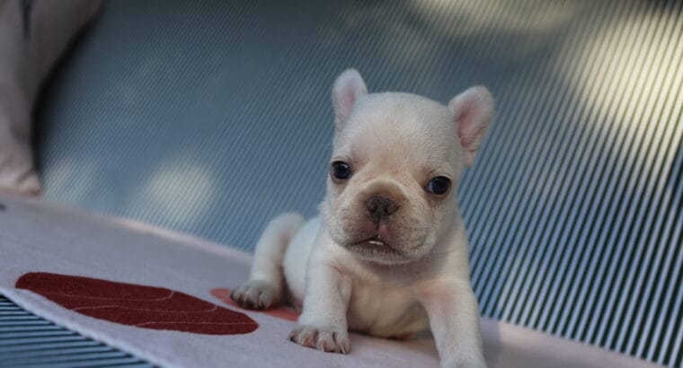 EGZOTİK FRENCH BULLDOG YAVRULARIM HARİKA RENKLER VE ANATOMİ
