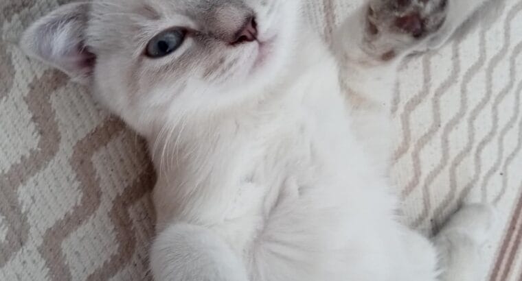 4 aylık dişi yavru scottish fold kedi sahiplendirme