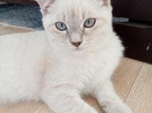 4 aylık dişi yavru scottish fold kedi sahiplendirme