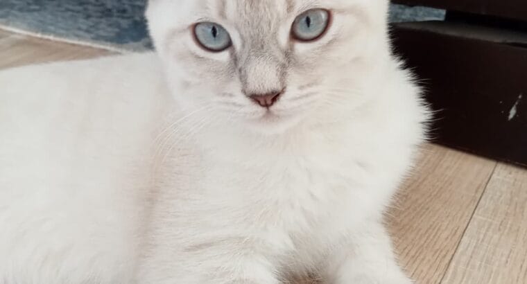 4 aylık dişi yavru scottish fold kedi sahiplendirme