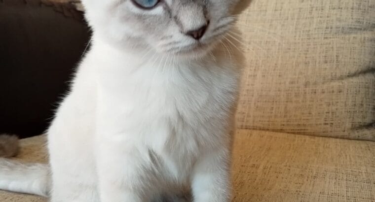 4 aylık dişi yavru scottish fold kedi sahiplendirme