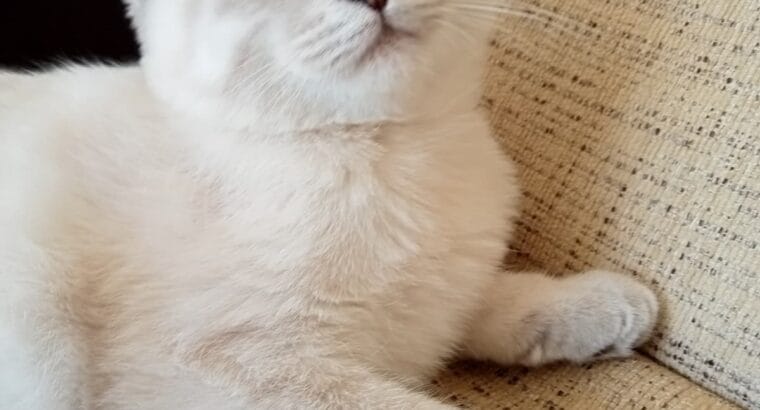 4 aylık dişi yavru scottish fold kedi sahiplendirme