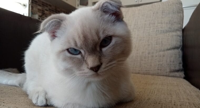 4 aylık dişi yavru scottish fold kedi sahiplendirme