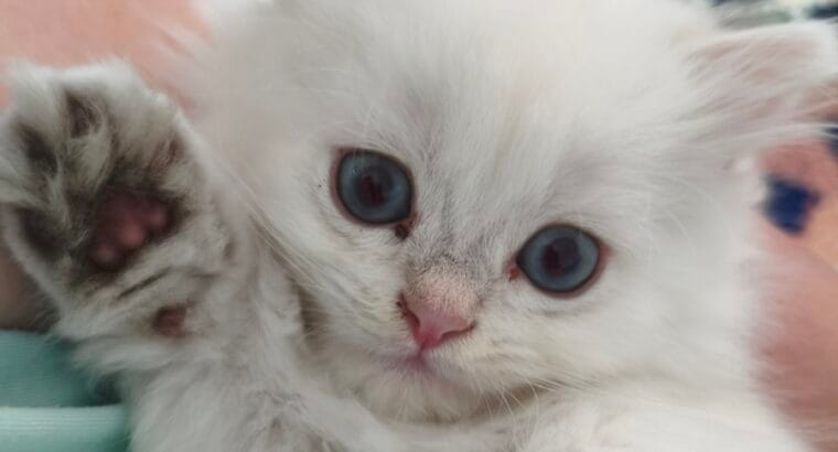 A Kalite Safkan British shorthair & Longhair Yavrular