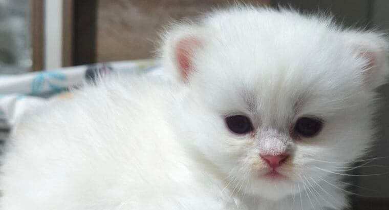 A Kalite Safkan British shorthair & Longhair Yavrular