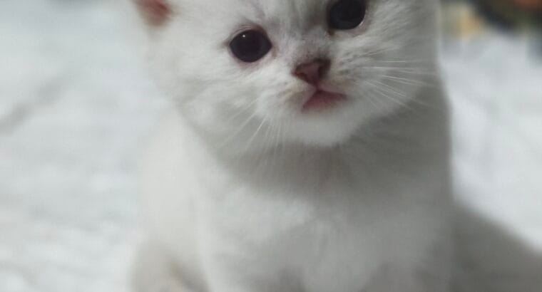A Kalite Safkan British shorthair & Longhair Yavrular