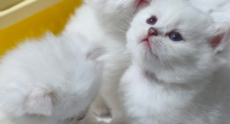A Kalite Safkan British shorthair & Longhair Yavrular
