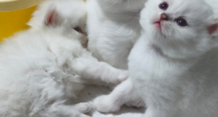 A Kalite Safkan British shorthair & Longhair Yavrular