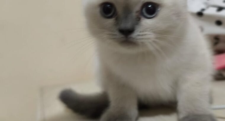Muhteşem Blue Point British Shorthair Yavrusu — 2 Aylık