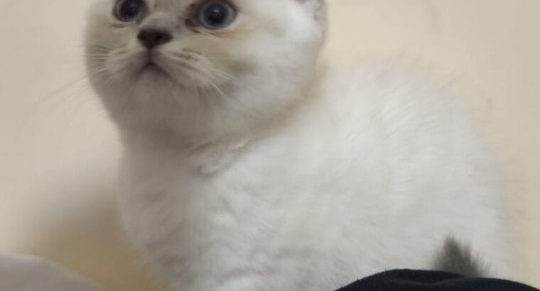 Muhteşem Blue Point British Shorthair Yavrusu — 2 Aylık