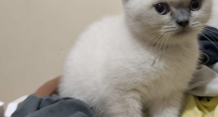 Muhteşem Blue Point British Shorthair Yavrusu — 2 Aylık