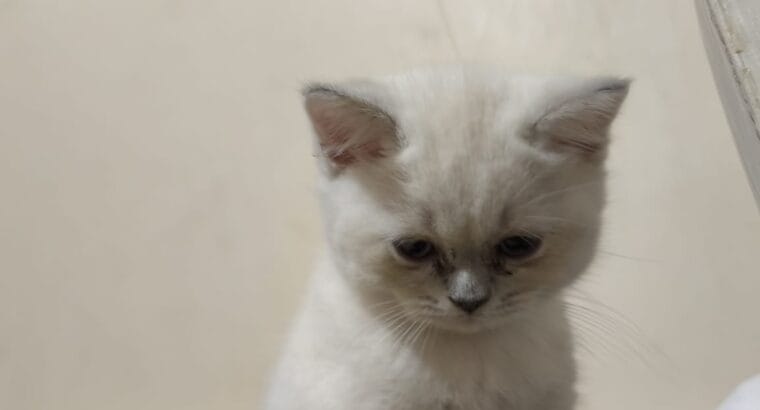 Muhteşem Blue Point British Shorthair Yavrusu — 2 Aylık