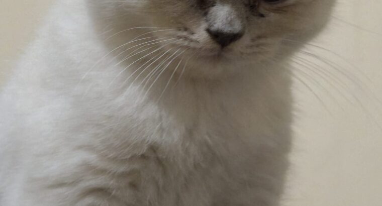 Muhteşem Blue Point British Shorthair Yavrusu — 2 Aylık