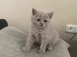 Aşırı Dost Canlısı ve Oyuncu British Yavru Kediler