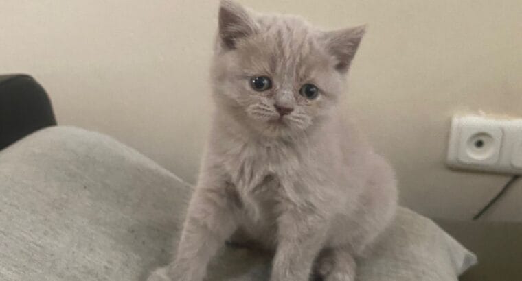 Aşırı Dost Canlısı ve Oyuncu British Yavru Kediler