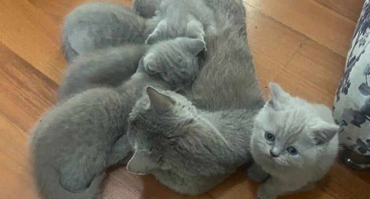 Aşırı Dost Canlısı ve Oyuncu British Yavru Kediler