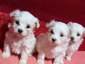 0 numara maltese bebeklerimiz